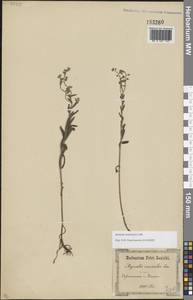 Myosotis arvensis (L.) Hill, Eastern Europe, South Ukrainian region (E12) (Ukraine)