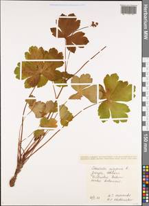 Sanicula europaea L., Caucasus, Georgia (K4) (Georgia)