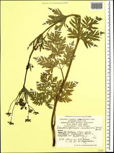 Eleutherospermum cicutarium (M. Bieb.) Boiss., Caucasus, Stavropol Krai, Karachay-Cherkessia & Kabardino-Balkaria (K1b) (Russia)