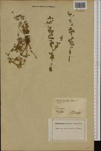 Medicago lupulina L., Western Europe (EUR) (Germany)