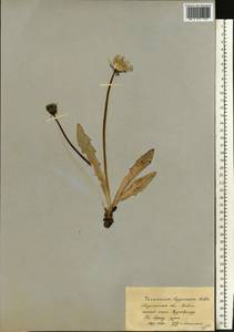 Taraxacum croceum Dahlst., Eastern Europe, Northern region (E1) (Russia)