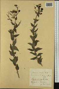 Hieracium virosum subsp. foliosum (Willd.) Zahn, Western Europe (EUR)