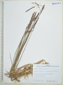 Koeleria spicata (L.) Barberá, Quintanar, Soreng & P.M.Peterson, Siberia, Russian Far East (S6) (Russia)