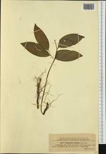 Polygonatum latifolium (Jacq.) Desf., Western Europe (EUR) (Romania)