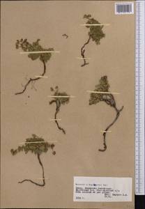 Sibbaldianthe bifurca subsp. bifurca, Middle Asia, Pamir & Pamiro-Alai (M2) (Tajikistan)