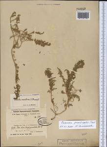 Suaeda prostrata Pall., Middle Asia, Northern & Central Kazakhstan (M10) (Kazakhstan)