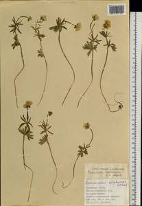 Ranunculus lasiocarpus C. A. Mey., Siberia, Altai & Sayany Mountains (S2) (Russia)