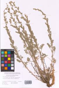 Artemisia marschalliana Spreng., Eastern Europe, Lower Volga region (E9) (Russia)