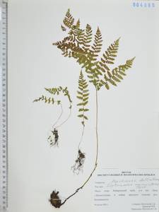 Dryopteris amurensis (Milde) Christ, Siberia, Russian Far East (S6) (Russia)