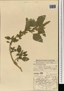 Amaranthus retroflexus L., Mongolia (MONG) (Mongolia)