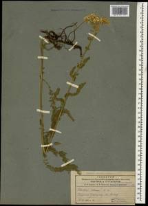 Achillea setacea Waldst. & Kit., Caucasus, Armenia (K5) (Armenia)