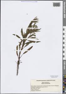 Rumex maritimus L., Eastern Europe, Middle Volga region (E8) (Russia)