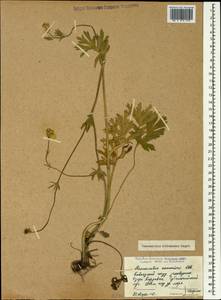 Ranunculus raddeanus Regel, Caucasus, Krasnodar Krai & Adygea (K1a) (Russia)