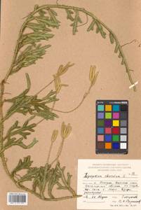 Lycopodium clavatum L., Siberia, Russian Far East (S6) (Russia)