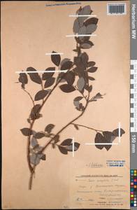 Salix bebbiana Sarg., Middle Asia, Northern & Central Kazakhstan (M10) (Kazakhstan)