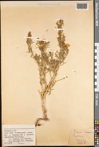 Peganum harmala L., Middle Asia, Pamir & Pamiro-Alai (M2) (Tajikistan)