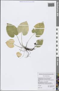 Viola collina Besser, Eastern Europe, Eastern region (E10) (Russia)