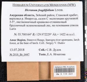 Dicranum fragilifolium Lindb., Bryophytes, Bryophytes - Russian Far East (excl. Chukotka & Kamchatka) (B20) (Russia)