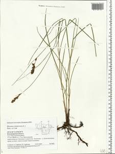 Blysmus compressus (L.) Panz. ex Link, Eastern Europe, Central region (E4) (Russia)