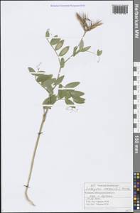 Lathyrus vernus (L.) Bernh., Eastern Europe, Middle Volga region (E8) (Russia)