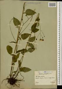 Lapsana communis subsp. grandiflora (M. Bieb.) P. D. Sell, Caucasus, South Ossetia (K4b) (South Ossetia)