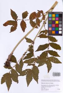 Filipendula ulmaria (L.) Maxim., Eastern Europe, Central region (E4) (Russia)