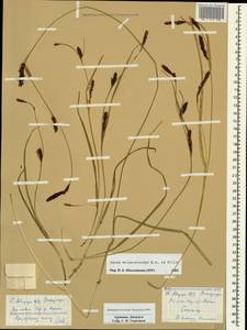 Carex melanostachya M.Bieb. ex Willd., Caucasus, Armenia (K5) (Armenia)