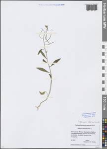 Erysimum cheiranthoides L., Eastern Europe, Moscow region (E4a) (Russia)