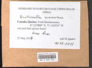 Brotherella recurvans (Michx.) M. Fleisch., Bryophytes, Bryophytes - America (BAm) (Canada)