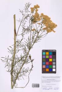 Thalictrum lucidum L., Eastern Europe, Moscow region (E4a) (Russia)