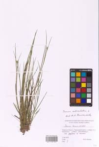 Juncus articulatus L., Eastern Europe, North-Western region (E2) (Russia)