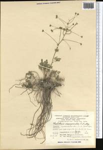 Thalictrum isopyroides C. A. Mey., Middle Asia, Kopet Dag, Badkhyz, Small & Great Balkhan (M1) (Turkmenistan)