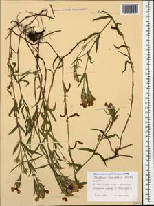 Dianthus caucaseus Sims, Caucasus, Dagestan (K2) (Russia)