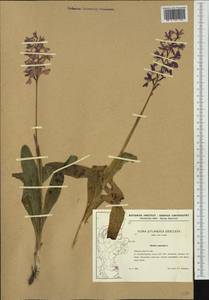 Orchis mascula (L.) L., Western Europe (EUR) (Denmark)