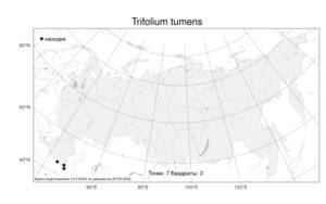 Trifolium tumens Steven ex M.Bieb., Atlas of the Russian Flora (FLORUS) (Russia)