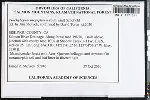 Homalothecium megaptilum (Sull.) H. Rob., Bryophytes, Bryophytes - America (BAm) (United States)