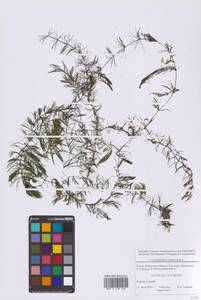 Ceratophyllum demersum L., Eastern Europe, Moscow region (E4a) (Russia)