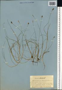 Carex dioica L., Eastern Europe, Northern region (E1) (Russia)
