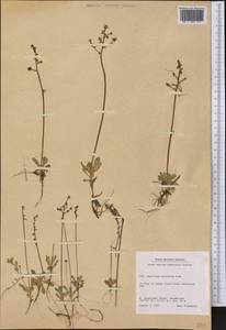 Micranthes foliolosa (R. Br.) Gornall, America (AMER) (Greenland)