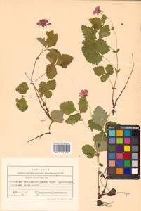 Rubus arcticus L., Siberia, Chukotka & Kamchatka (S7) (Russia)