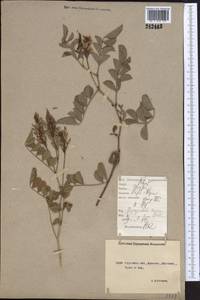 Glycyrrhiza aspera Pall., Middle Asia, Northern & Central Kazakhstan (M10) (Kazakhstan)