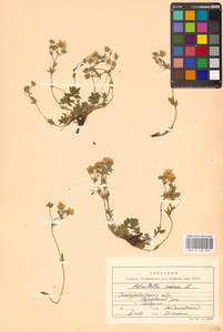 Potentilla aurea L., Eastern Europe, West Ukrainian region (E13) (Ukraine)