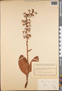 Platanthera bifolia (L.) Rich., Siberia, Russian Far East (S6) (Russia)