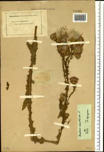 Carduus acanthoides L., Siberia, Altai & Sayany Mountains (S2) (Russia)