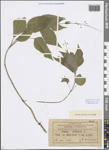 Circaea lutetiana L., Caucasus, Azerbaijan (K6) (Azerbaijan)