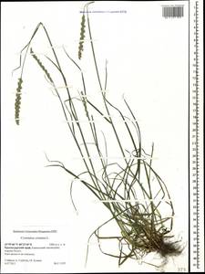 Cynosurus cristatus L., Caucasus, Krasnodar Krai & Adygea (K1a) (Russia)