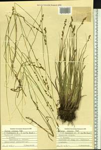 Carex canescens subsp. canescens, Siberia, Russian Far East (S6) (Russia)