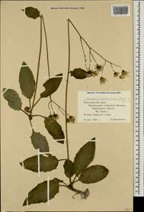 Hieracium murorum subsp. exotericum (Jord. ex Boreau) Sudre, Caucasus, Black Sea Shore (from Novorossiysk to Adler) (K3) (Russia)