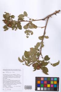 Rosa balsamica Besser, Eastern Europe, Rostov Oblast (E12a) (Russia)