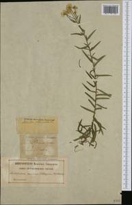 Achillea ptarmica L., Western Europe (EUR) (Sweden)